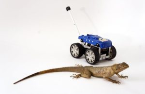 Lizard Robot - Tailbot